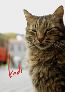 Kedi: O Gato de Istambul (2016)